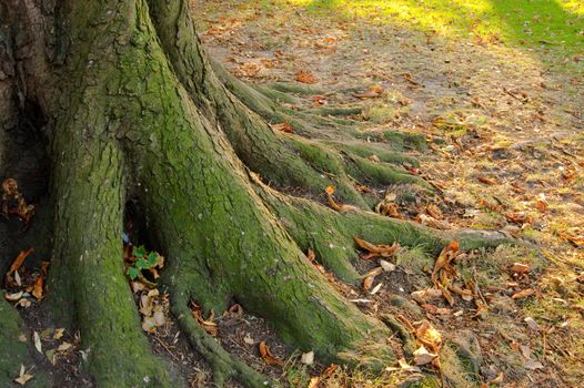 Roots of a tree trunk