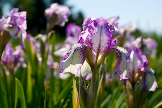 close-up purple irises on field