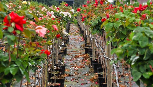 Rose trees and pathway