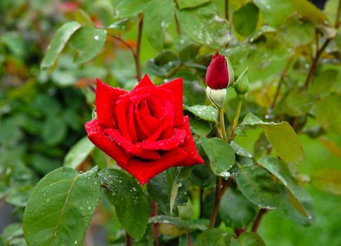 Red roses