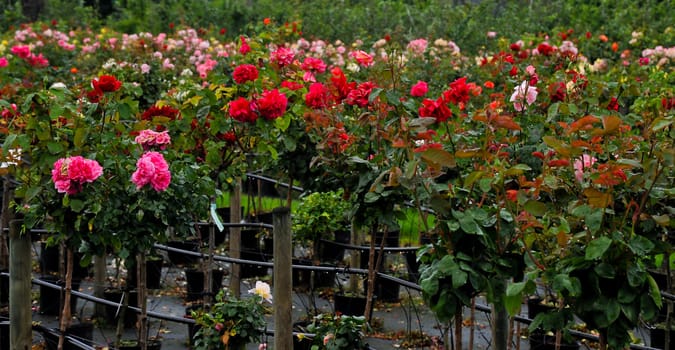 Garden of pink and red roses