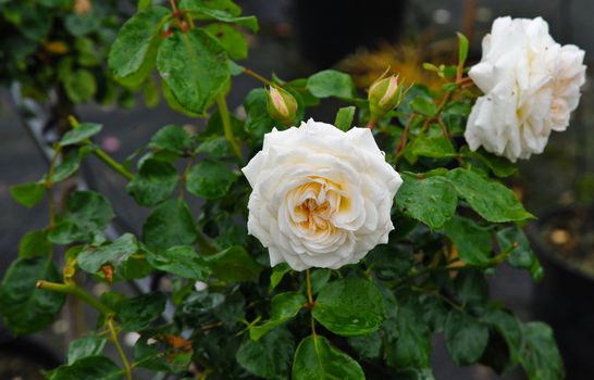Two pale pink roses