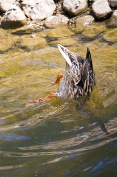 close-up diving duck