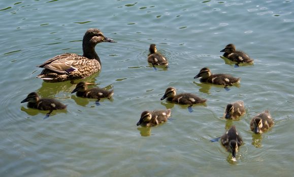 duck with ducklings swimming on lake