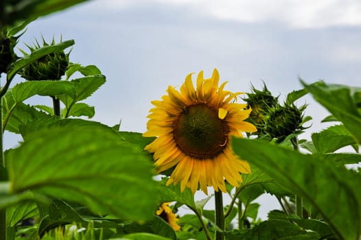 Sunflower with sky background
