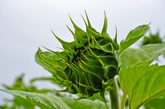 Sunflower with sky background