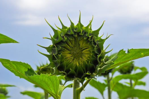 Sunflower with sky background
