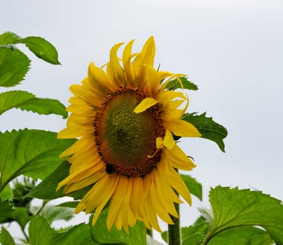 Sunflower with sky background