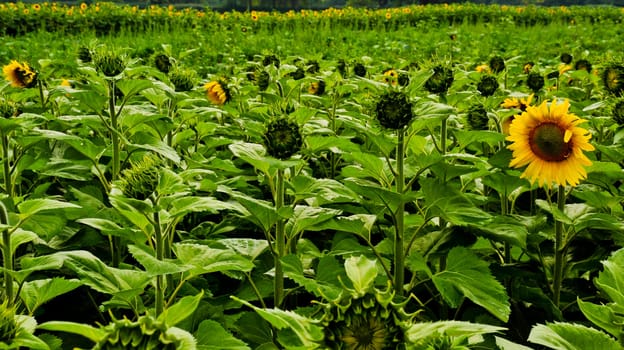 Field of sunflowers