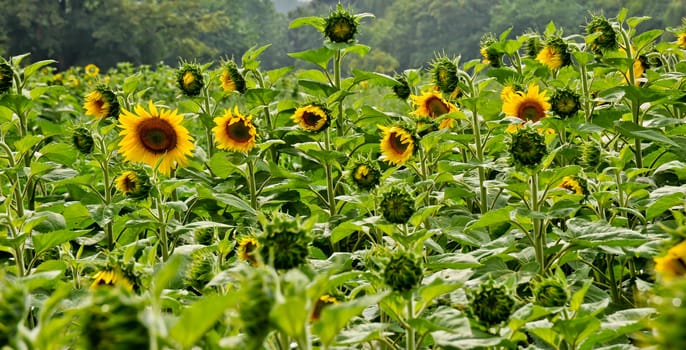 Field of sunflowers