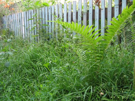 High old wooden fence round a kitchen garden