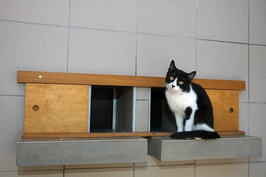 Cat on shelf