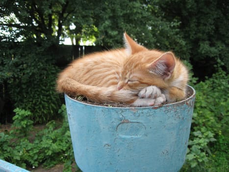 Red cat laying in a flower vase.
