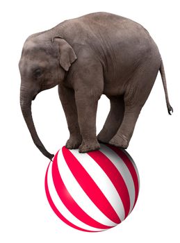 A baby circus elephant balancing on a big ball
