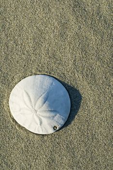 Sand dollar on beach