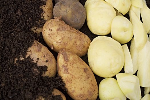 Starting in the soil and ending sliced for cooking, a lot of potatoes