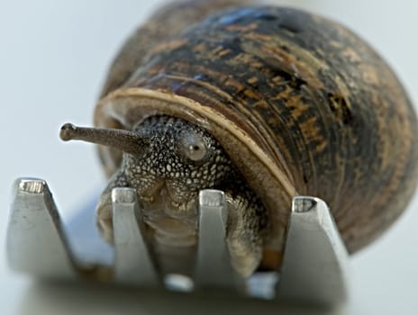 A snail on a fork looking into the camera