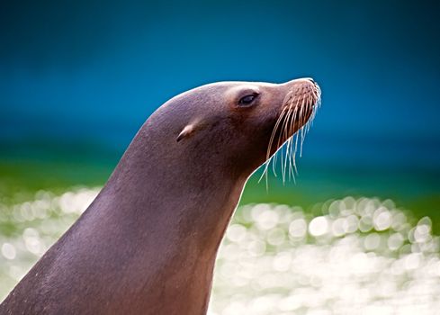 A sea lion back lit