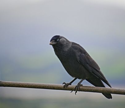 A hooded crow sitting on a fence.