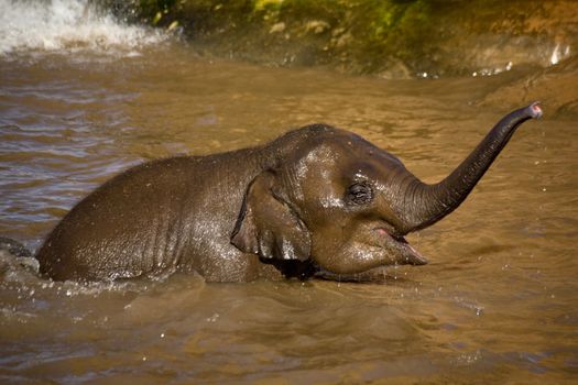 A very young baby elephant playing while bathing in a lake