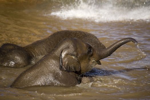 A very young baby elephant playing while bathing in a lake