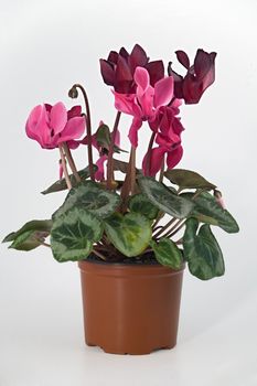 A potted cyclamen plant