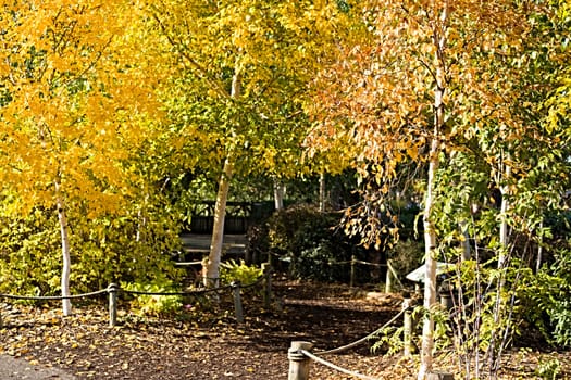 A walk with glorious fall (autumn) colors