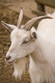 A head shot of a white goat with a beard
