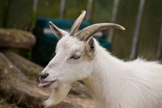 A white goat putting out his tongue