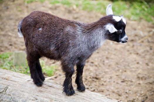 A baby goat standing on a log