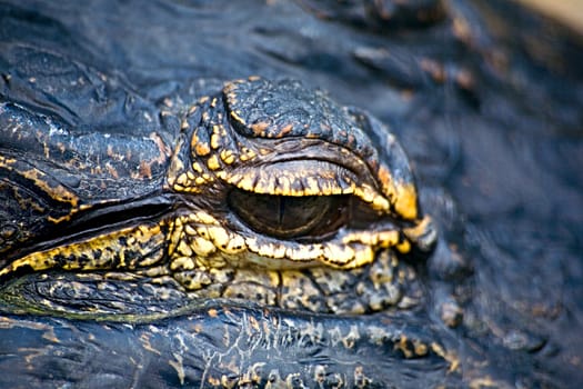 Close up of the eye of an alligator, or is it a dragon?