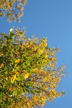 Yellow Autumn Leafs on Background Blue Sky