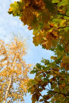 autumn oak sheet on background blue sky