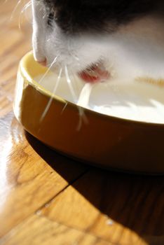 White cat drinking milk from yellow plate closeup