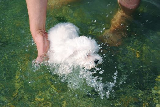 little white dog in  water swimming  supported by hand