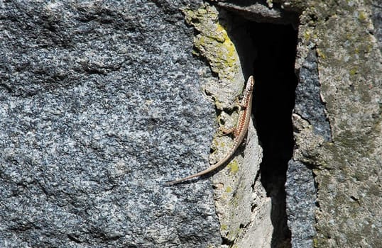 small lizard on gray stone at sunlight