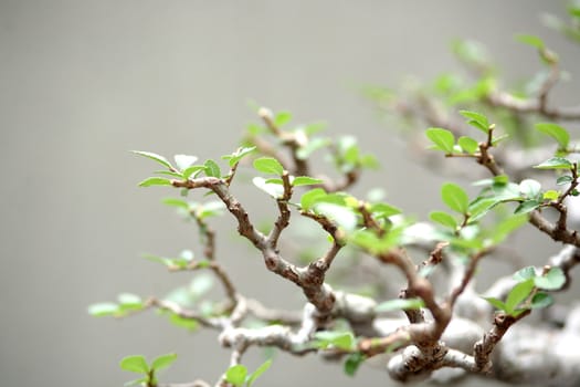 leaf of plant