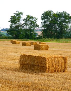 Field of wheat with square bales, trees in the background