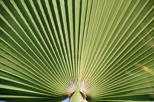 Palm leaf. Taken on a sunny day.