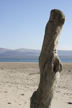 Driftwood on a sandy beach stood