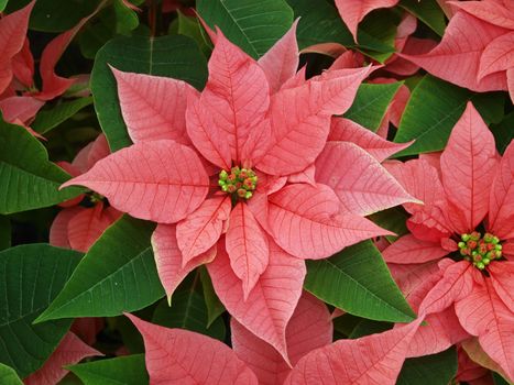 Poinsettia (Euphorbia pulcherrima ) make a display of red and green