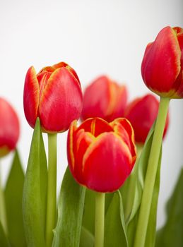 Beautiful arrangement of orange tulips isolated on white
