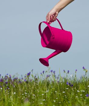 Female hand holding a water can and watering the flowers