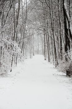 A snow covered road with tire tracks leading into the forest.