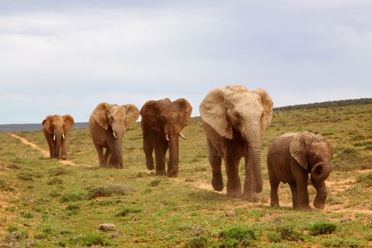 A small herd of elephant at Addo Elephant National Park, Eastern Cape, South Africa,