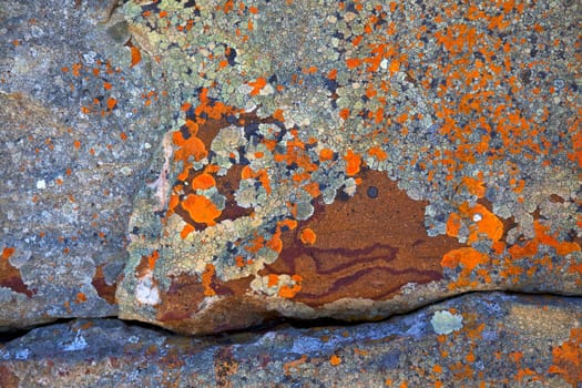 Abstract lichen patterns on a rock, Cape of Good Hope, Table Mountain National Park, South Africa.