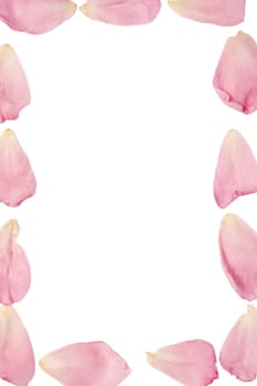 framework of pink rose petals on white background