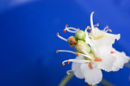 chestnut flowers, on a blue background, white flowers, petals from a flower, flowering time, the June bloom, a beautiful chestnut, chestnut candles