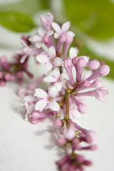 flowers lilac, lilac branch, a bunch of lilacs, lilac is beautiful flowers, bloom, fragrant lilacs