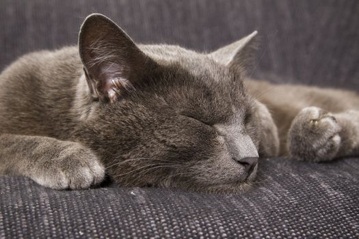 sleepy gray cat on a sofa